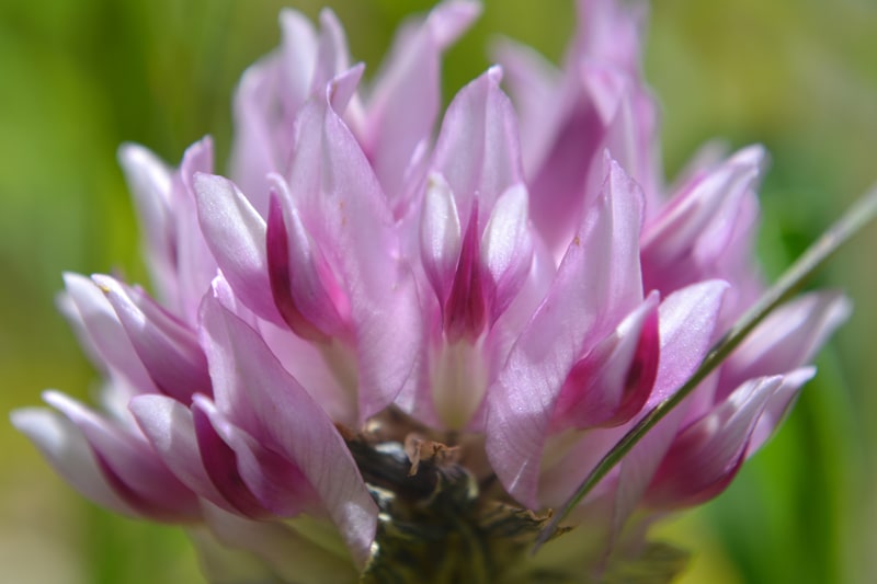 Clover Alpine closeup_small-min