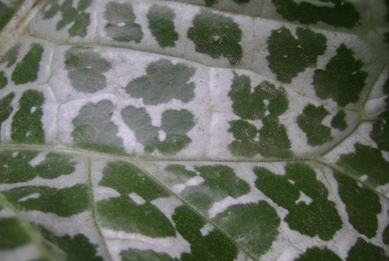 Milk Thistle leaf closeup_small-min